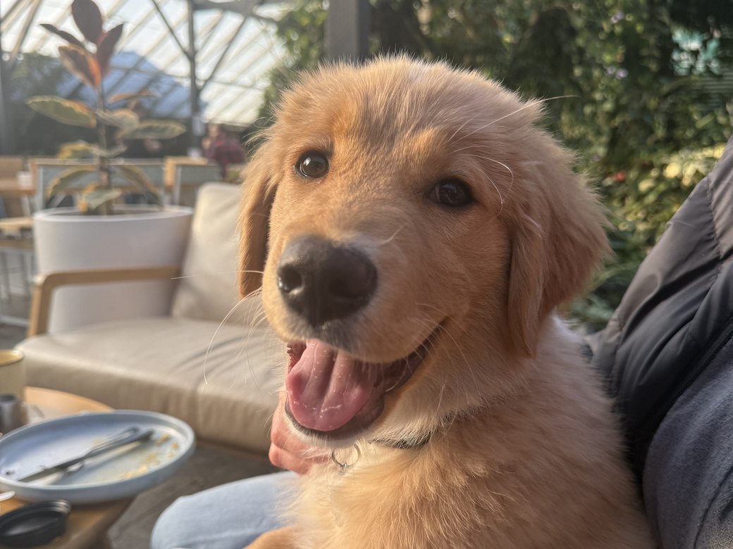 Banks, half Border Collie half Golden Retriever, grinning